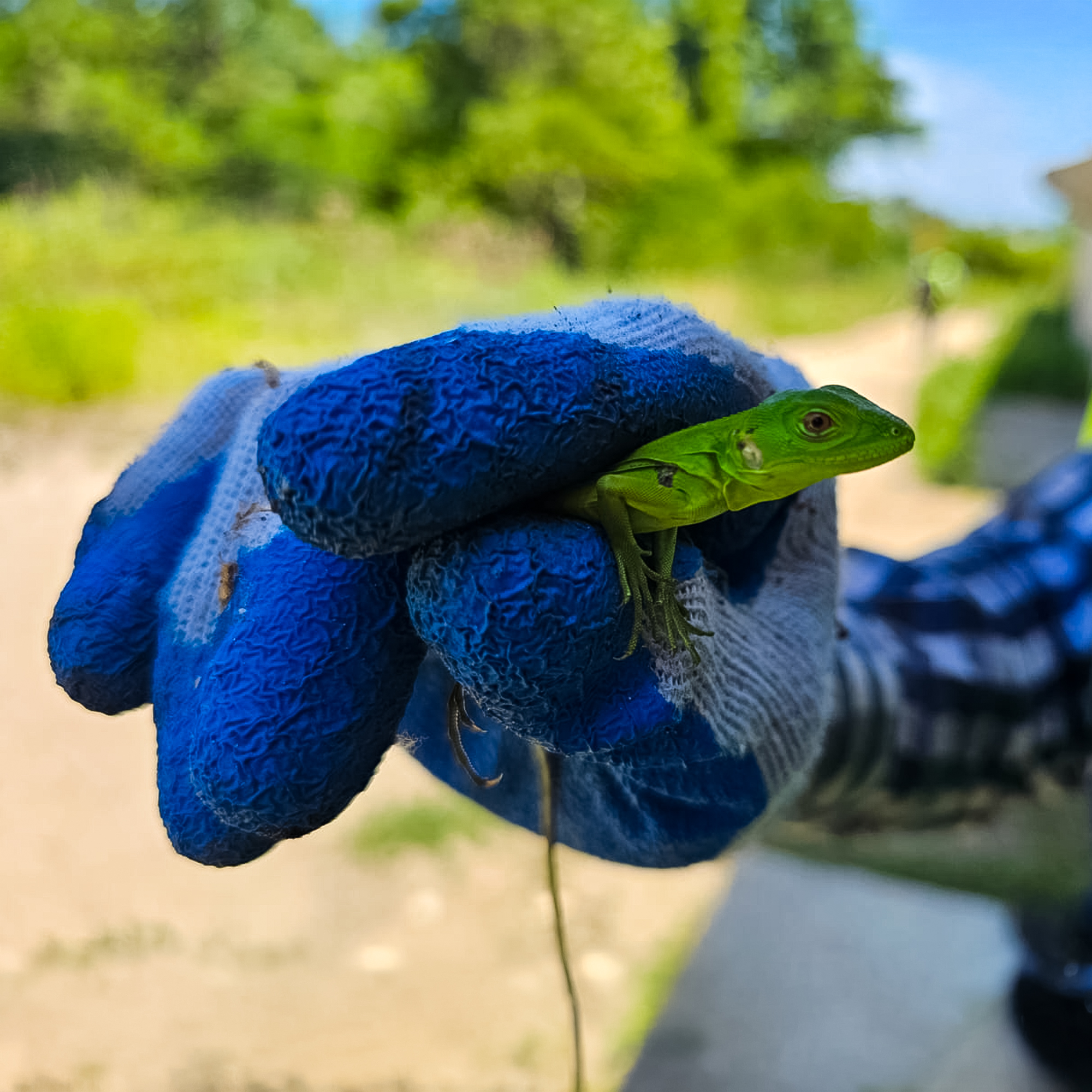 fauna
